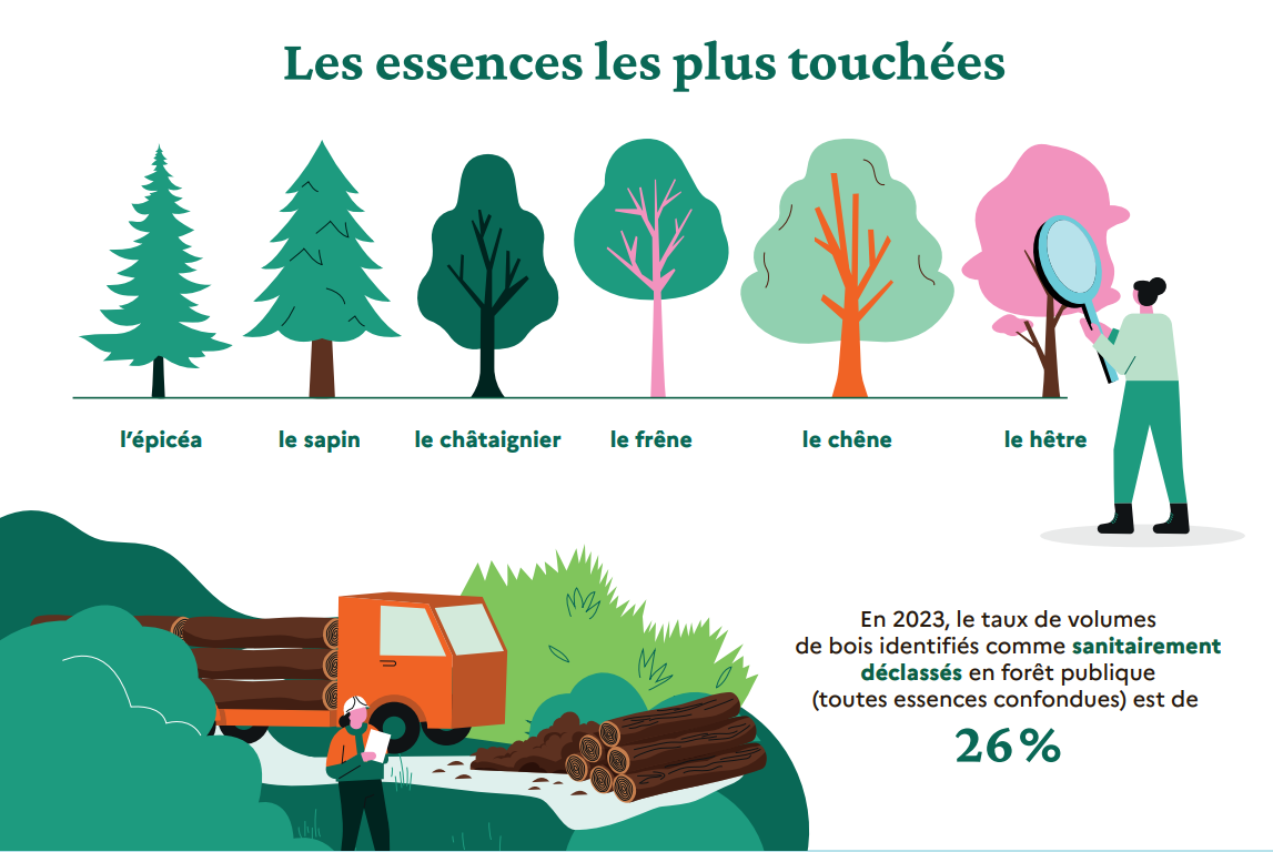 Infographie sur la forêt française et le changement climatique.