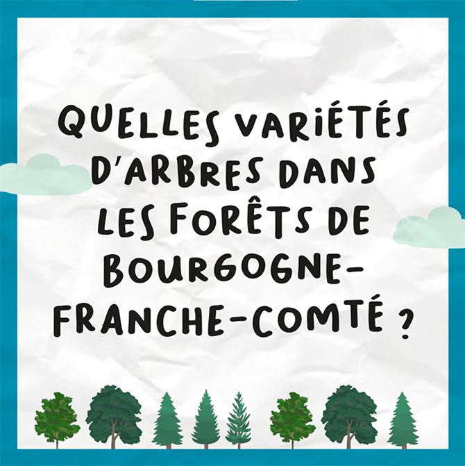 Quelles variétés d’arbres dans les forêts de Bourgogne-Franche-Comté ?