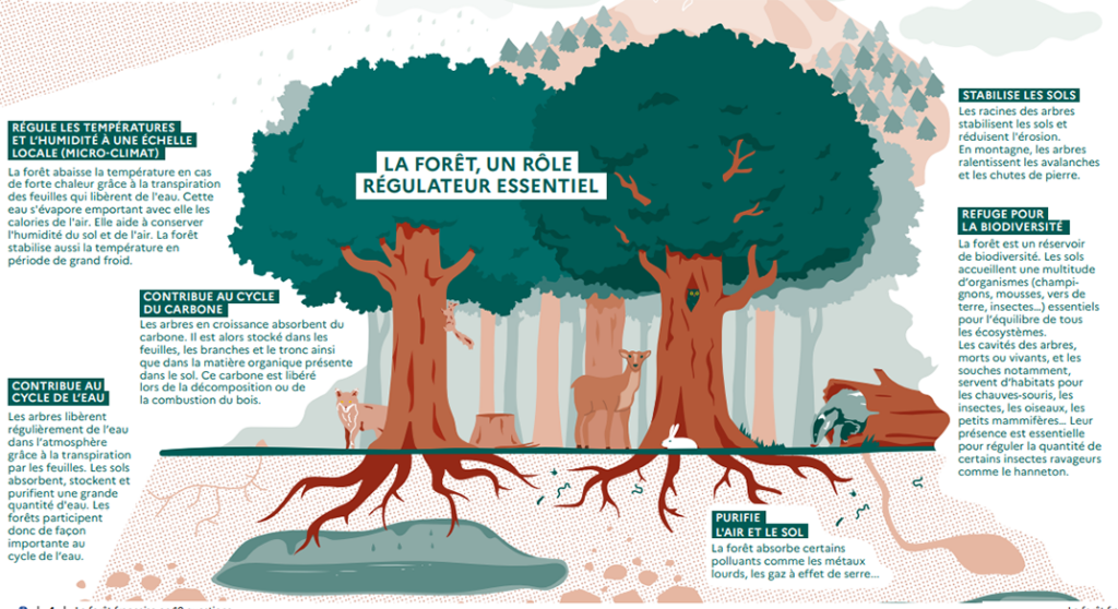Infographie qui présente la forêt comme un rôle de régulateur essentiel. Elle régule les températures et l'humidité à une échelle locale ; elle contribue au cycle du carbone et au cycle de l'eau ; elle purifie l'air et le sol ; elle stabilise les sols ; elle est un refuge pour la biodiversité.